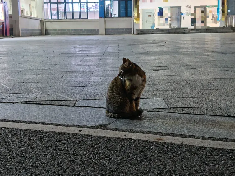 /img/photos/九号猫1.webp
