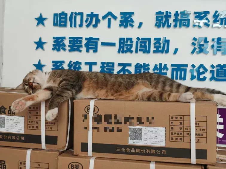 /img/photos/九号猫2.webp
