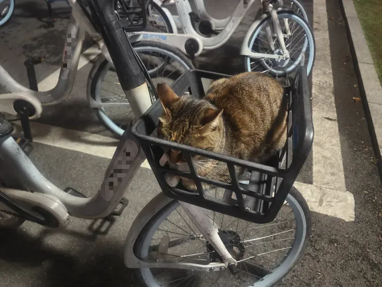 /img/photos/九号猫4.webp