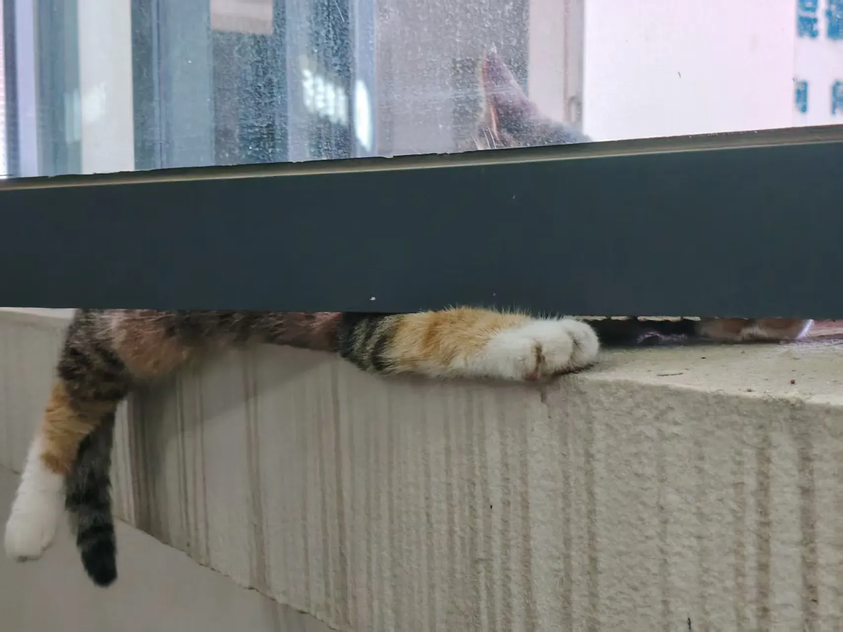 /img/photos/猫3.webp