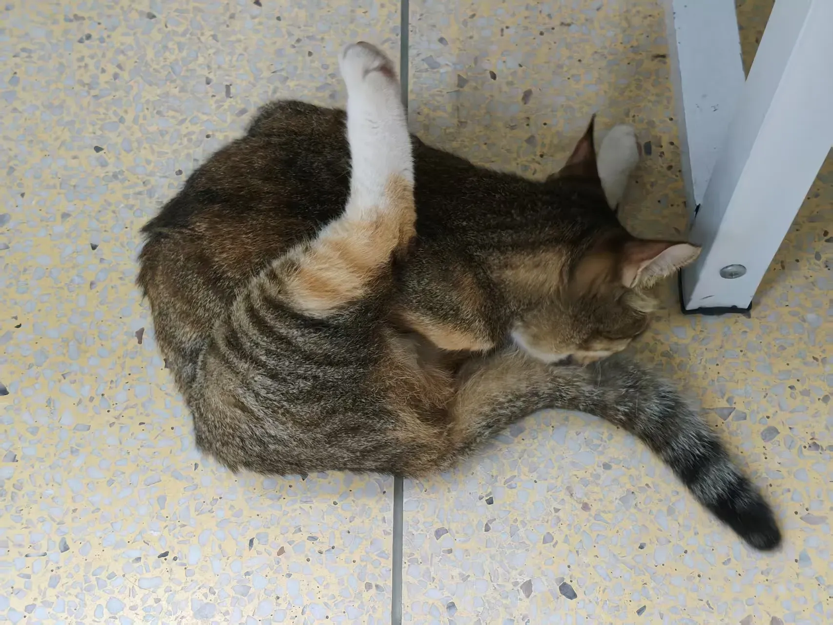 /img/photos/猫n1.webp