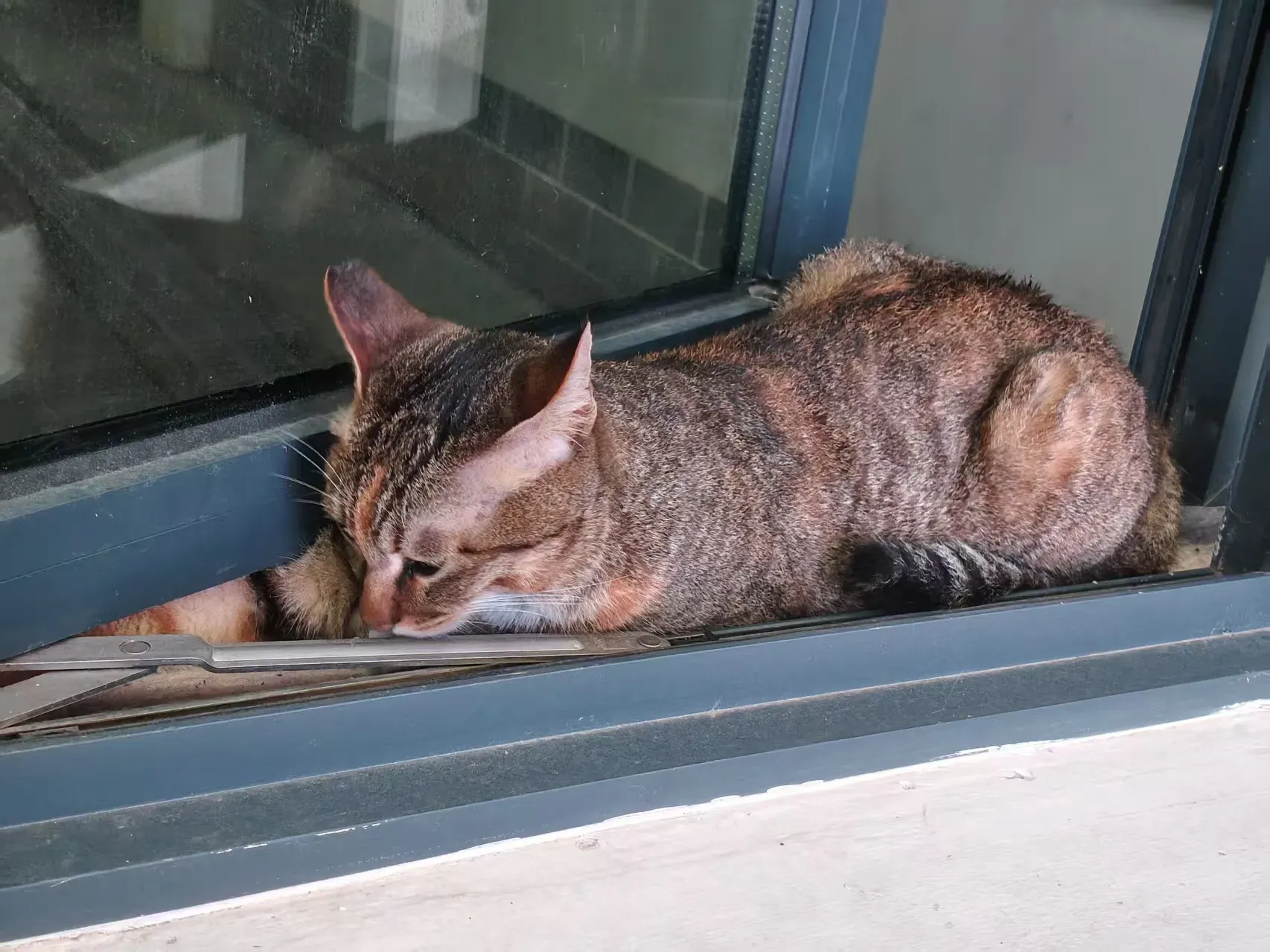 /img/photos/猫n2.webp