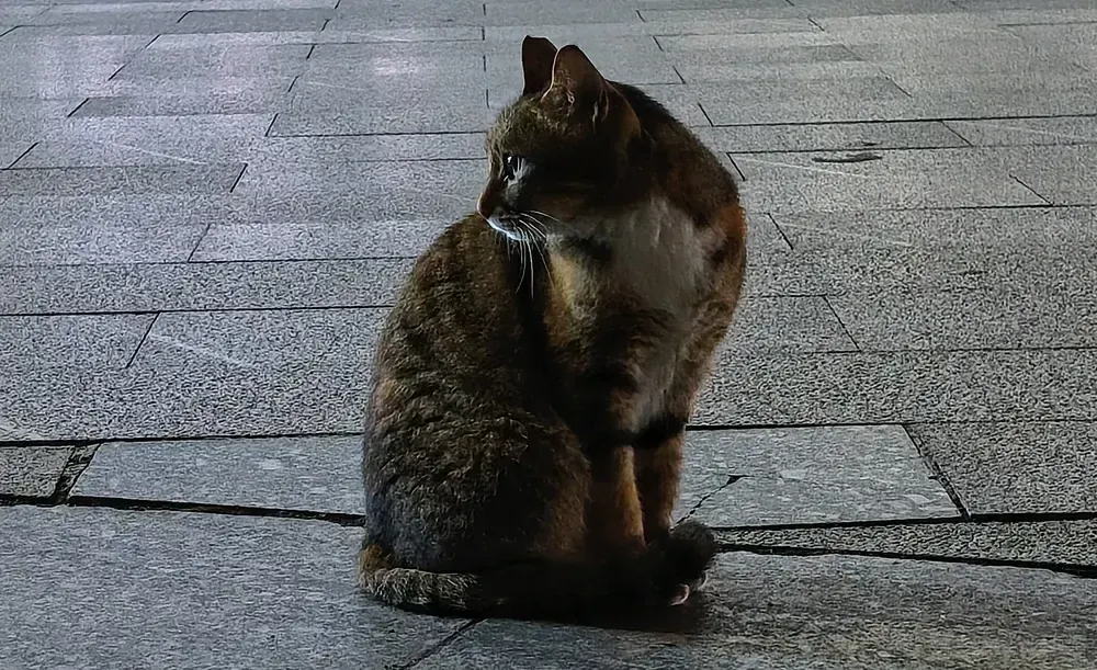 封面图说明