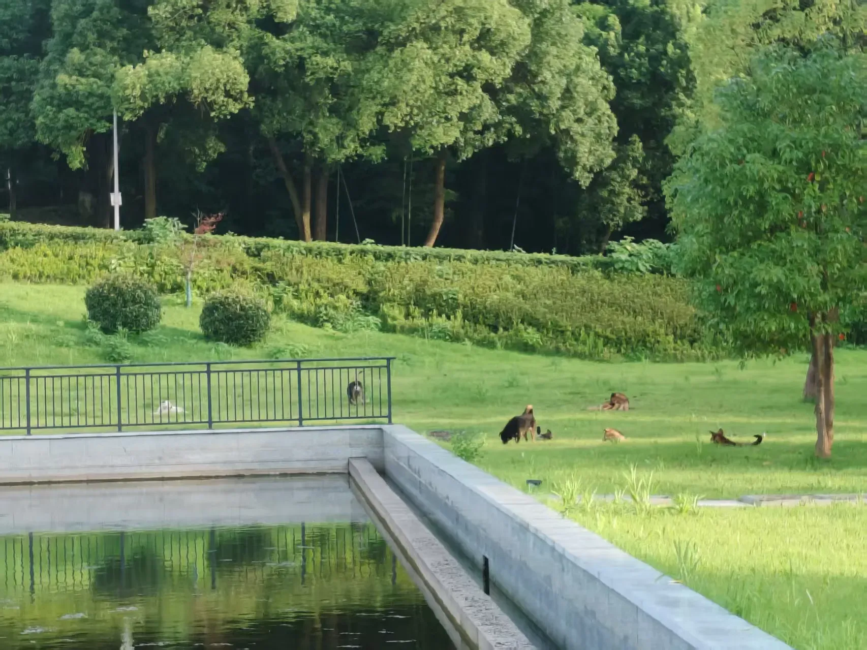 /img/photos/dog1.webp